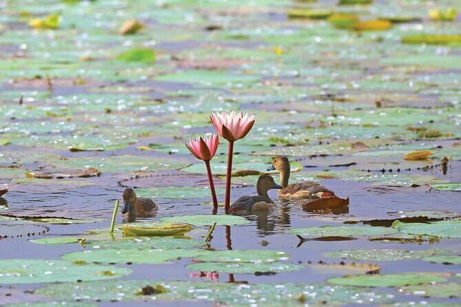Half Day Tour to Muthurajawela, Lagoon, Dutch Canal and Mangroves - What Past Travelers Say