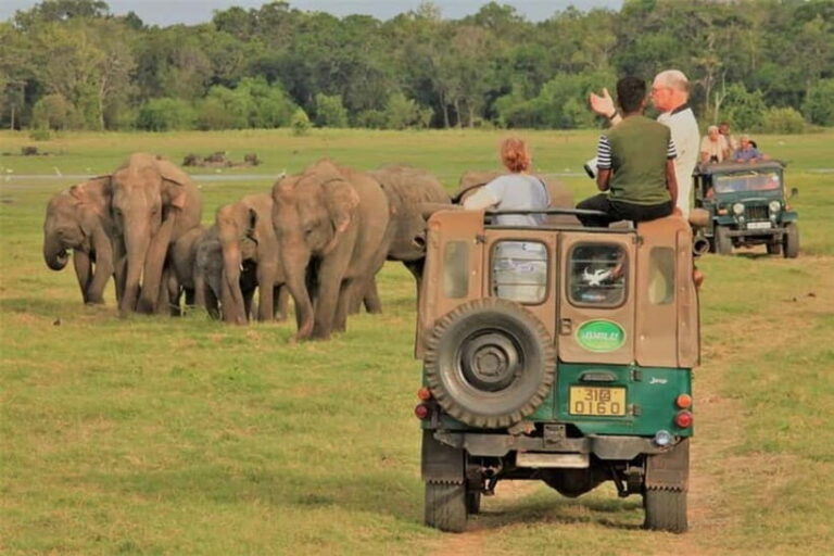 HalfDay Jeep Safari in Minneriya National Park - Practicalities and Value
