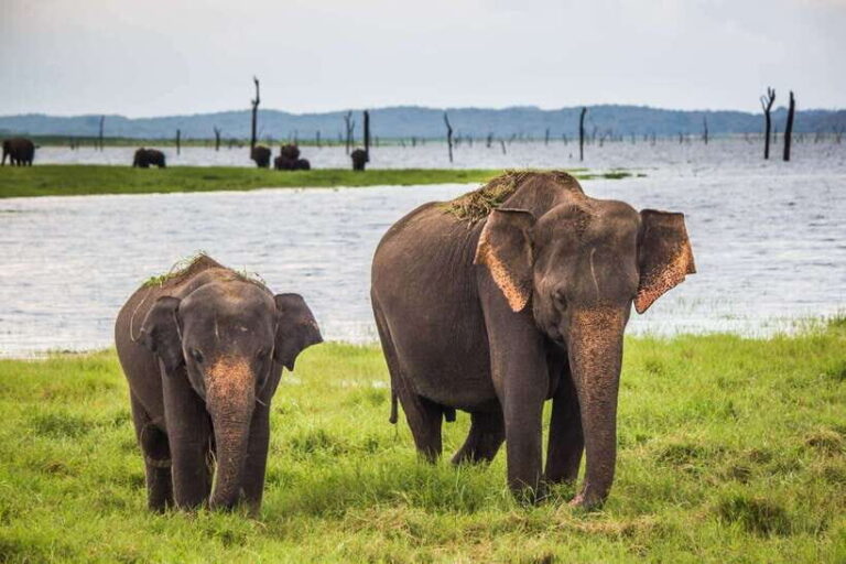 Hambantota Port: Udawalawe Safari Tour & Transit Home Visit - A Closer Look at the Tour Experience