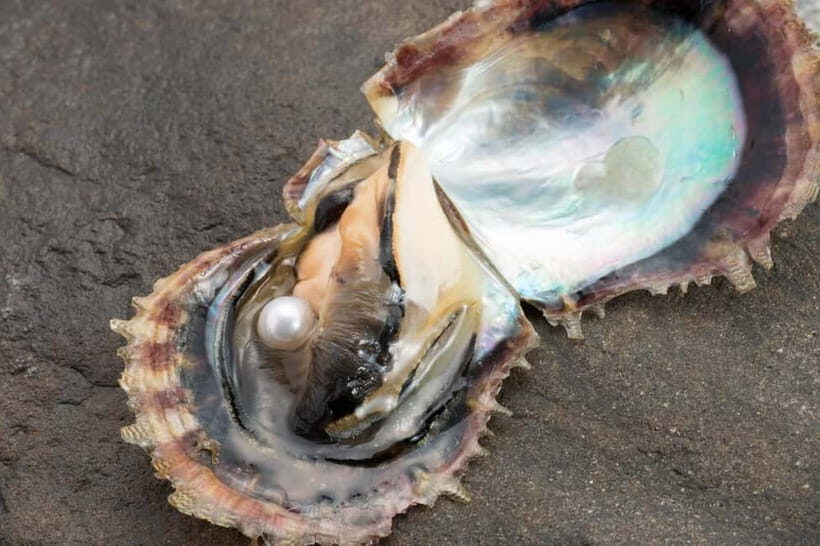 Hands-on Pearl Harvesting Workshop! - What You Can Expect from the Pearl Harvesting Workshop