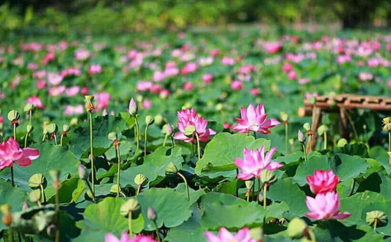 HCM: Authentic Dong Thap Mekong Delta Day Trip & Boat Ride - Analyzing the Value