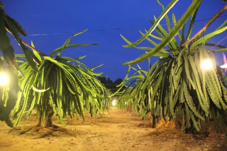 Ho Coc Beach, Nature Reserve & Dragon Fruit Farm Day Tour - The Journey Through the Countryside