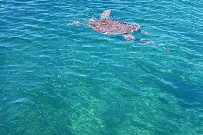 Honor Roll Private Bahamas Boat Charter - Stop 3: Green Cay — Turtle Watching