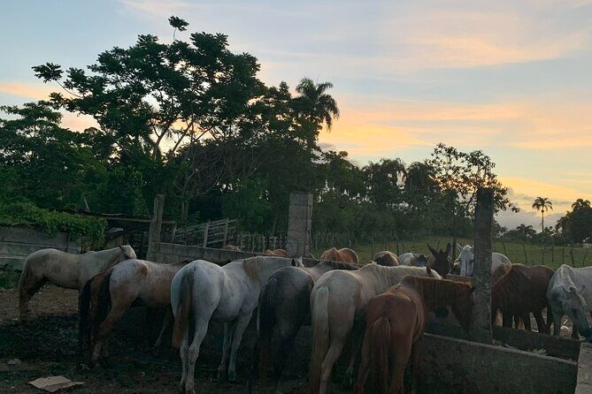 Horseback Riding with Pickup from Punta Cana - The Value of This Experience