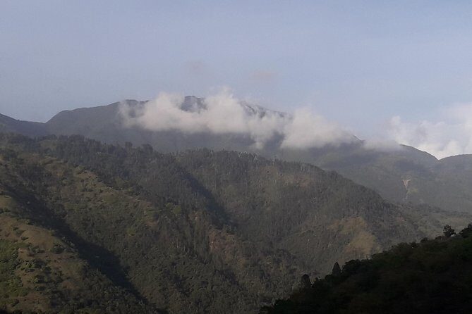 Jamaica Blue Mountain Guided Nature Tour - Authentic Experiences and Real Traveler Feedback