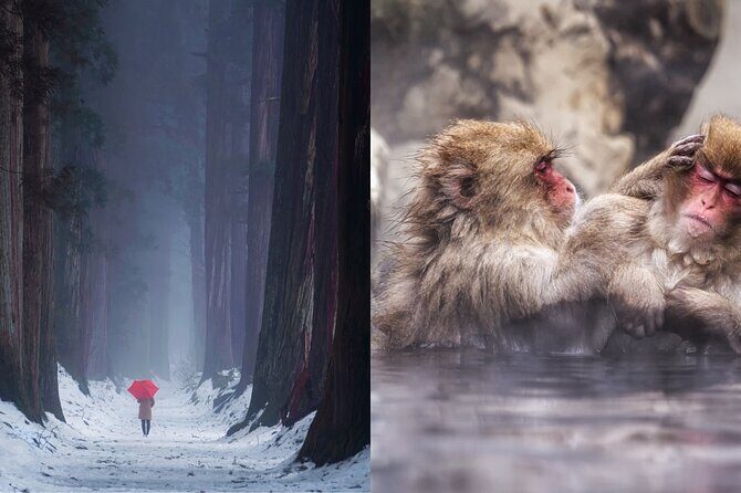 Jigokudani Snow Monkey and Togakushi Shrine Private Tour - The Sum Up
