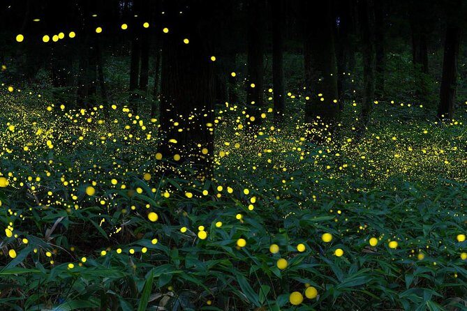 Kuala Selangor Fireflies Tour with Batu Caves & Fort Altingsburg - Who Is This Tour Best For?