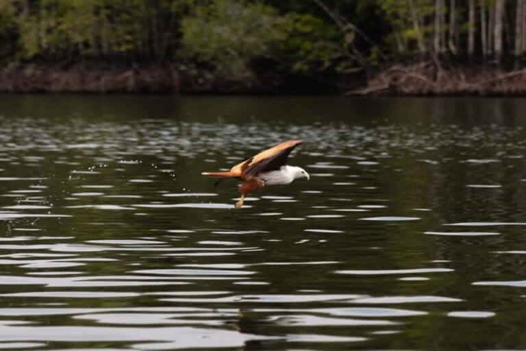 Langkawi: Kilim Geopark Mangrove Tour with Eagle Watching - Key Points to Remember