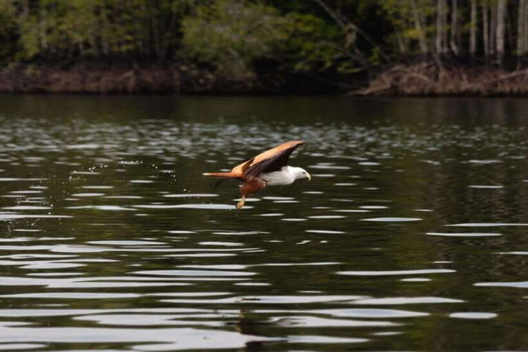 Langkawi Royal Mangrove Tour with Snorkeling Package - Who Will Love This Tour?