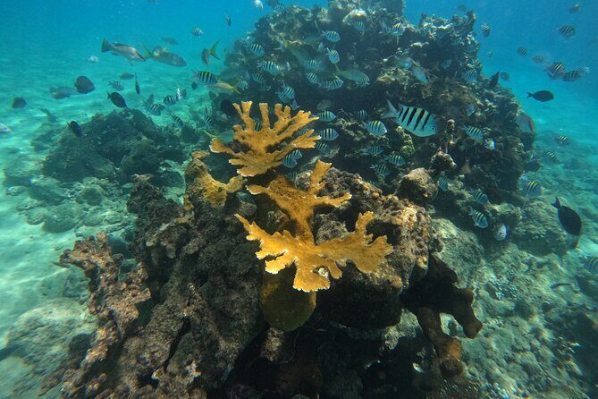Local Excursion | Paradise Island Punto Rucia & snorkeling - An In-Depth Look at the Itinerary
