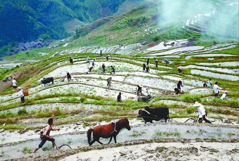 Longsheng Ethnic Minority & Rice Terraces Full-Day Tour - The Terraces: A Masterpiece of Agriculture and Art