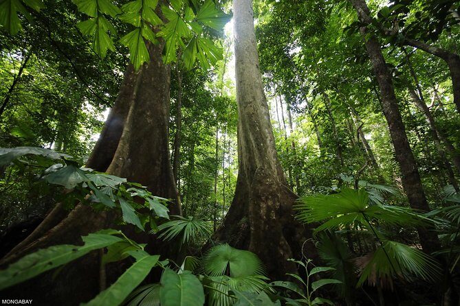 Los Haitises National Park Tour from Las Terrenas or Samana (Half Day Trip) - Authentic Experiences and Practical Tips
