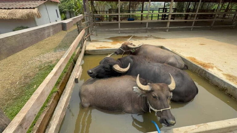 Luang Prabang: Farm Tour and Buffalo Buffet Adventure - FAQ