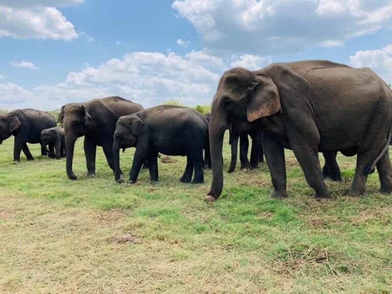 Minneriya National Park 4x4 jeep Safari Include Entrance Fee - What’s Included and What’s Not