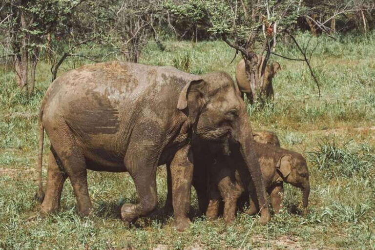 Minneriya National Park Private Luxury Elephant Safari - Value & Practical Considerations