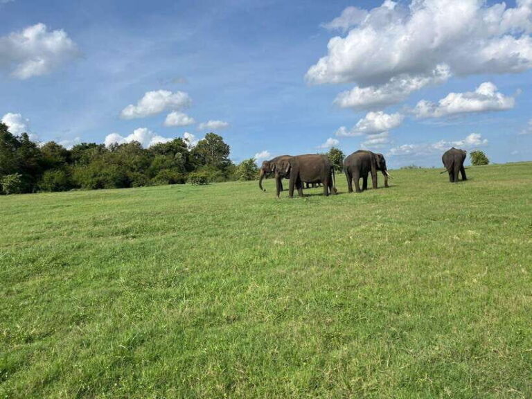 Minneriya National Park : Private Safari - Who Should Consider This Tour?