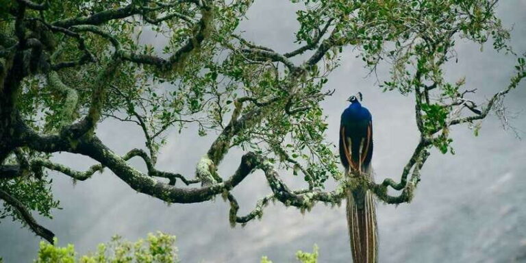 Minneriya National Park Safari in a 4x4 Vehicle - Who Should Consider This Safari?