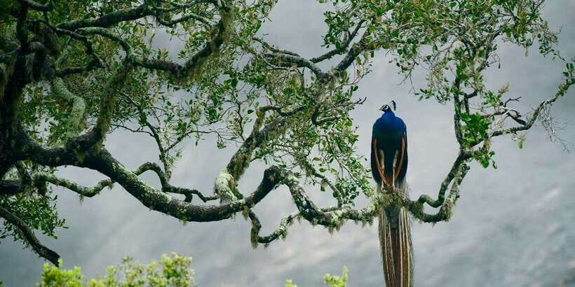 Minneriya National Park Safari in a 4x4 Vehicle - Who Should Consider This Safari?