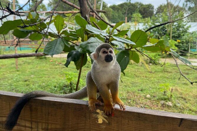 Monkey Encounter and Zip Line Tour from Amber Cove and Taino Bay - What We Think About the Experience