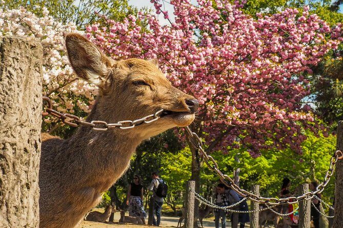 Nara Day Trip from Osaka with a Local: Private & Personalized - Who Will Love This Tour?