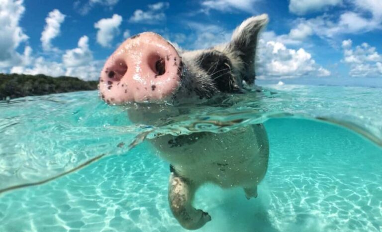 Nassau: 3-Island Snorkel Tour with Pigs, Beach Club, & Lunch - Who Should Book This Tour?