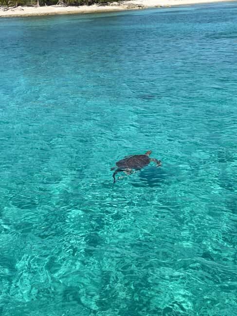 Nassau: 3 Islands Boat w/ Swimming Pigs, Snorkeling & Turtle - Practical Details and What to Expect