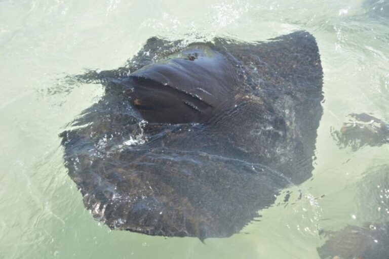 Nassau: Half-Day Guided Cay Cruise, Sea Life Watch & Snorkel - What to Expect from the Experience