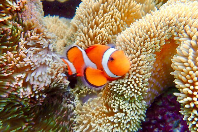 [Okinawa Miyako] Natural Aquarium! Tropical Snorkeling. - Final Thoughts: Who Will Love This Tour?