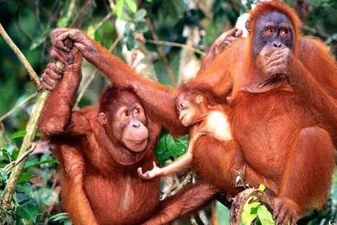 Orang Utan Island Day Tour - A Thorough Look at the Experience