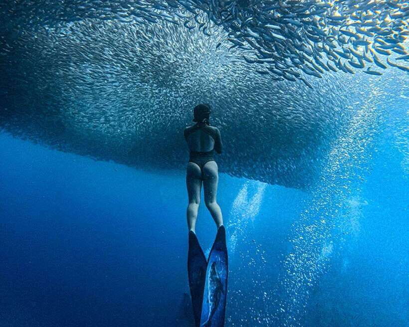 Panglao: Napaling Reef and Sardines Freediving Experience - The Practicalities