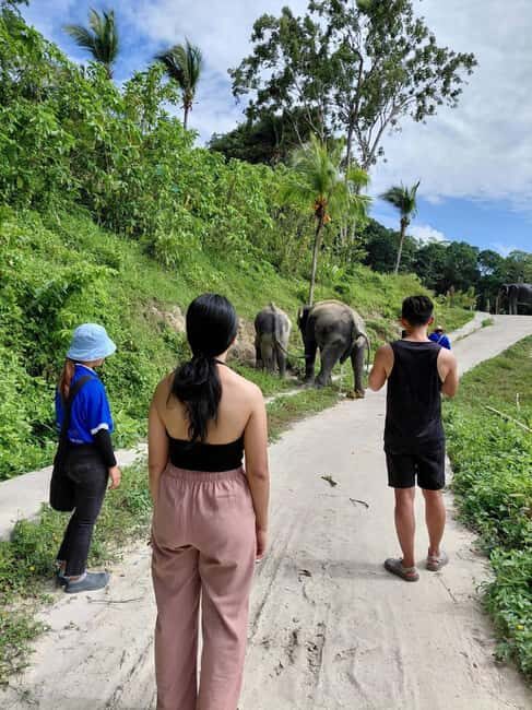 Phuket: Eco Guided Tour at Elephant Sanctuary - What to Expect During the Tour