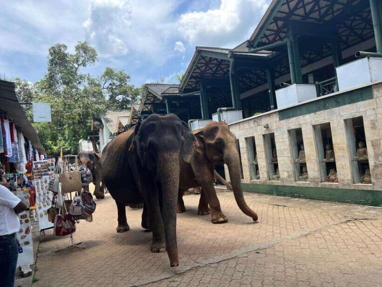 Pinnawala Day Tour from Kandy (Private tour ) - How the Day Comes Together