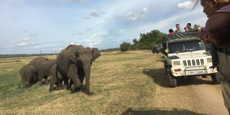 Polonnaruwa Sight Seeing Tour and Minneriya Elephant Safari - Authentic Guest Experiences & Feedback