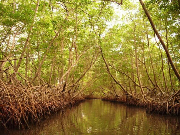 Port of Spain: Caroni Bird Sanctuary by Boat - The Itinerary in Detail: What to Expect on the Tour