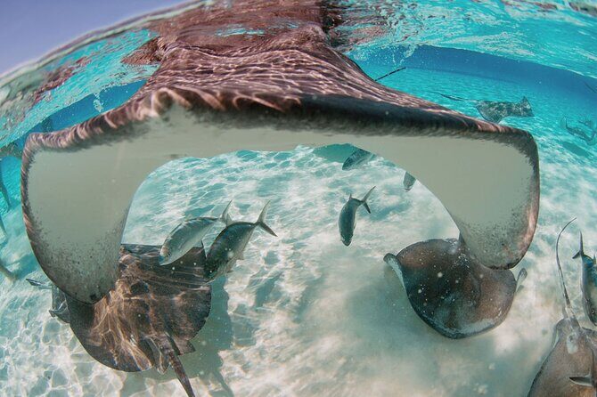 Private Charter Reef fishing, Stingray City, Snorkel, Mangroves - What’s Included and What’s Not