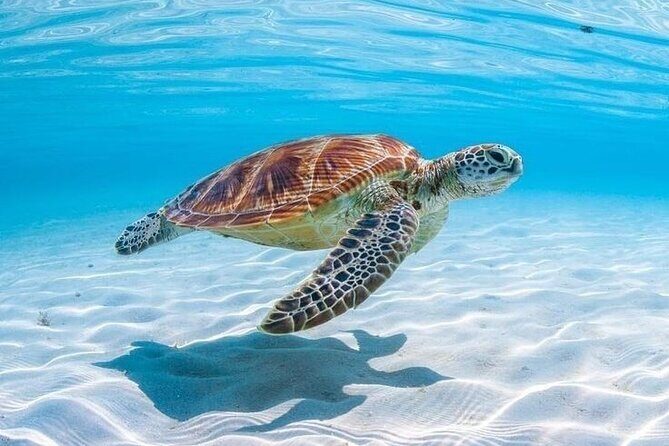 Private Custom Snorkeling and Cruising Experience in Aruba - Why This Tour Hits the Mark for Many Travelers