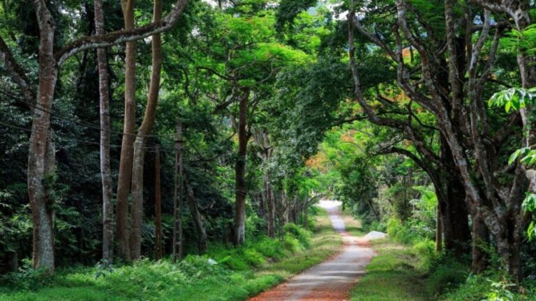 Private Day Tour: Cuc Phuong National Park from Hanoi - Value and Practicalities