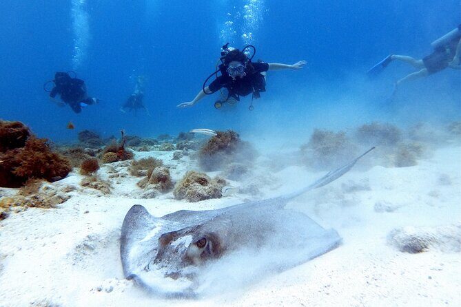 Private Dive + videographer/Photographer (Certified divers only) - Why Is This Tour a Great Choice?