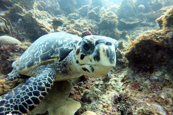 Private Full Day Guided Snorkeling or Diving Charter in St Thomas - Pricing and Value