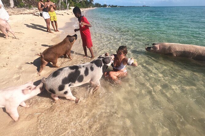 Private GroupTour Pigs/Turtles/Snorkeling/Lunch/Pickup/Dropoff - Expectations and Experience Highlights