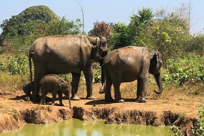 Private Half Day Safari in Udawalawe National Park - The Value of a Private Safari