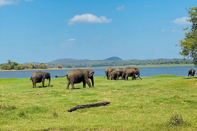 Private Jeep Safari at Minneriya and Kaudulla National Parks - The Itinerary in Detail
