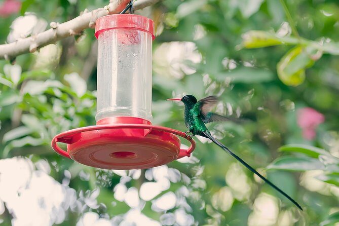 Private Rockland Bird Sanctuary Tour from Montego Bay - Authentic Reviews from Past Participants