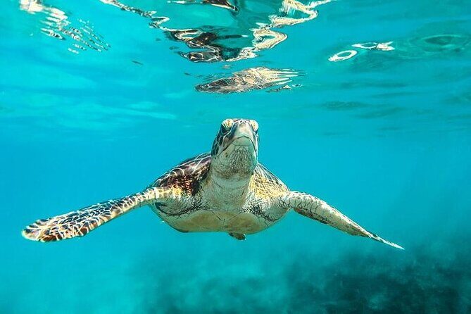 Private Tour: Barbados Catamaran Snorkeling Cruise - Who Will Love This Tour?