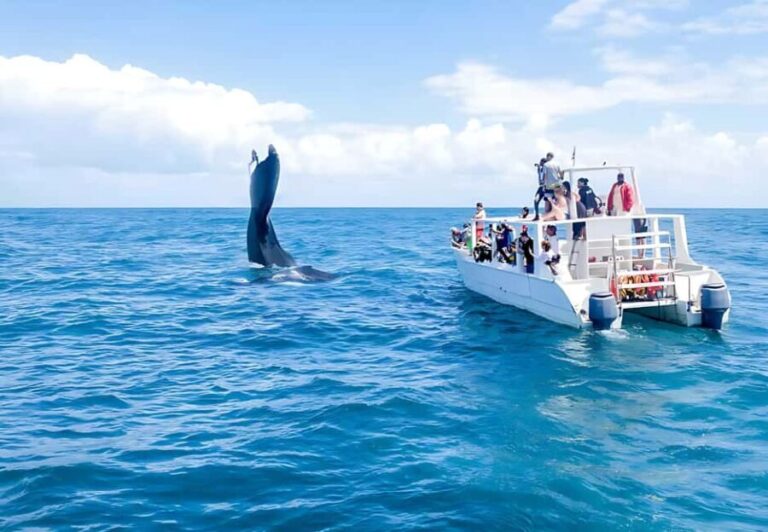 Punta Cana: Whale Watching and Bacardi Island Day Trip - The Itinerary in Detail