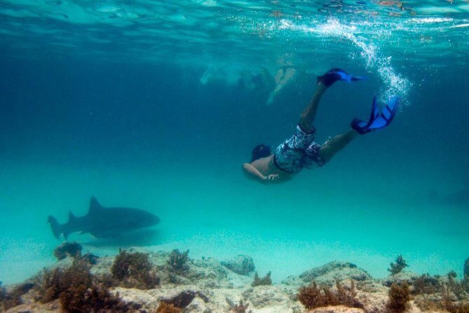 Reef Explorer Half Day Trip - What Travelers Are Saying