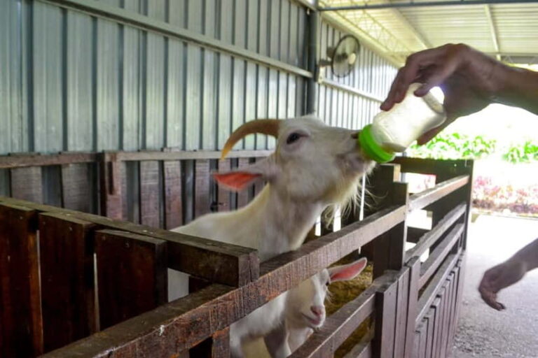 Sabah: Kinabalu Park, Poring Hot Springs & Desa Farm Tour - Final Thoughts