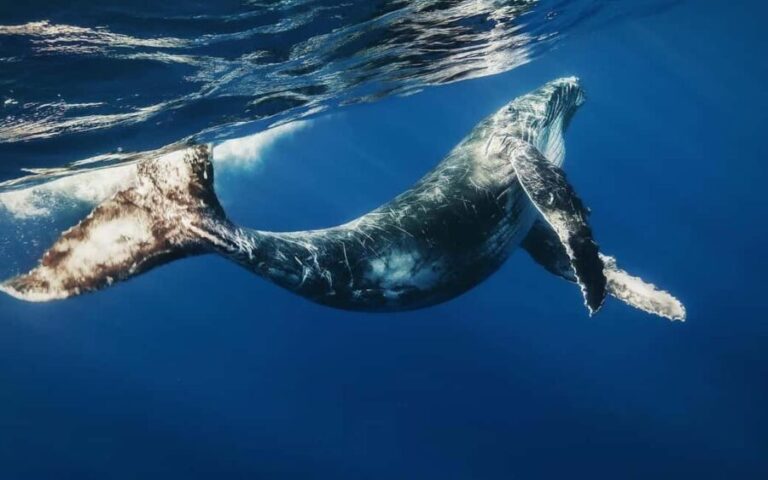 Samana: Half Day Whale Watching Humpback Whale Watching - The Realities Behind the Reviews