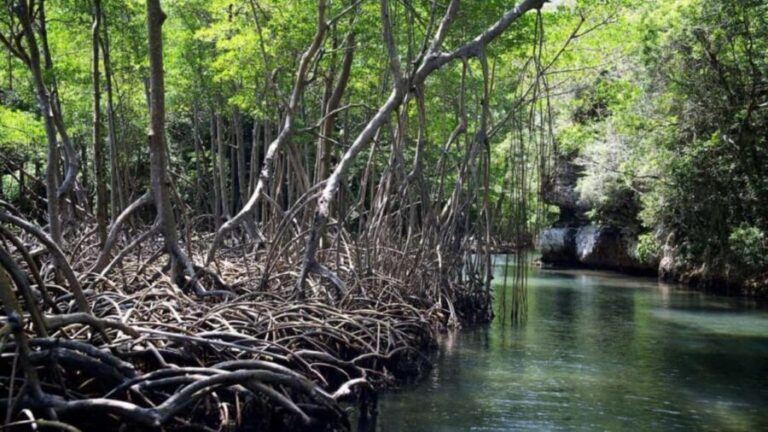 Samana: Los Haitises National Park & Caño Hondo Day Tour - What To Expect & Practical Tips