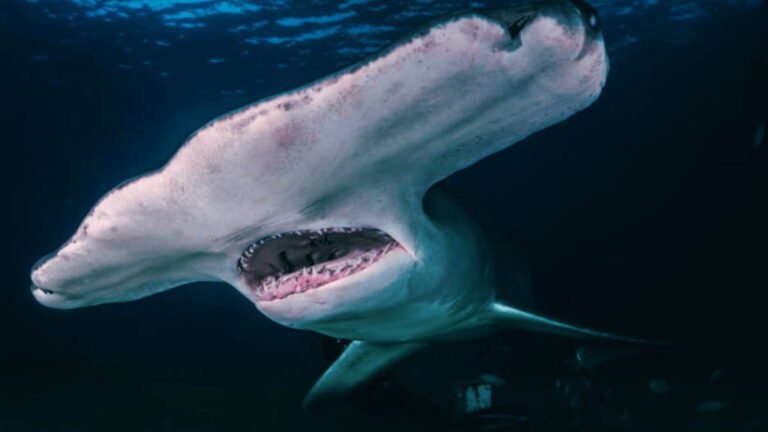 Shanghai: The Marine Wonders at Shanghai Ocean Aquarium - Who will love this experience?